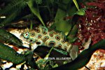 Synchiropus picturatus - 